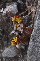 Sedum alpestre
