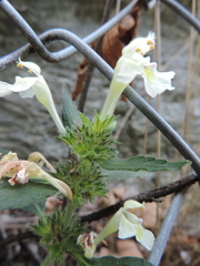 Galeopsis segetum