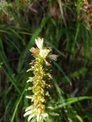 Campanula thyrsoides