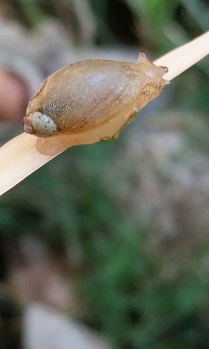 Niobrara Ambersnail