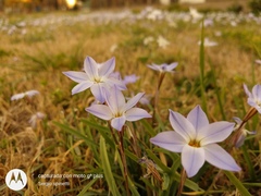 Ipheion