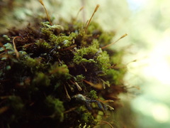 Ulota obtusiuscula