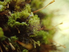 Ulota obtusiuscula