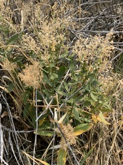 Lepidium chalepense