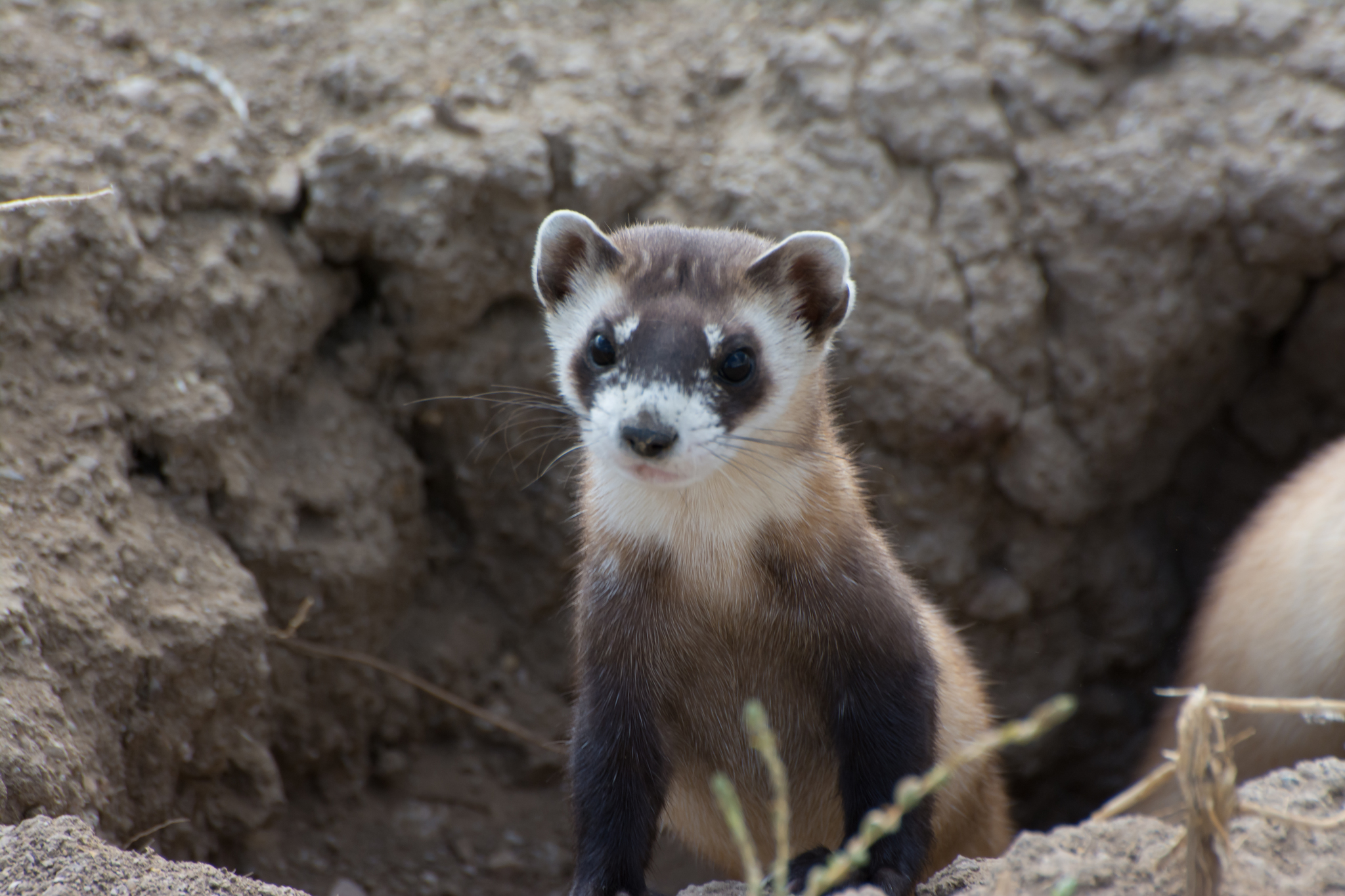 Mustela Nigripes