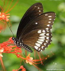 Papilio dravidarum