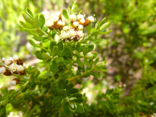 Image of Ozothamnus ledifolius by (c) Kiri Bee, some rights reserved (CC BY)