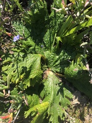 Arctopus echinatus