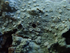 Pertusaria subambigens