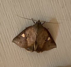 Pterogonia cardinalis