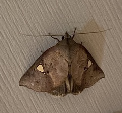 Pterogonia cardinalis