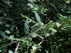 Rhynchospermum verticillatum
