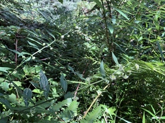 Rhynchospermum verticillatum