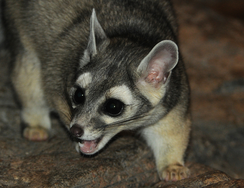 Cacomistle