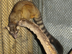 Cacomistle photo 4
