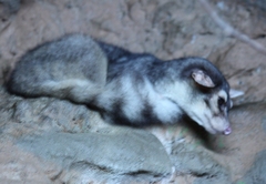 Cacomistle photo 3