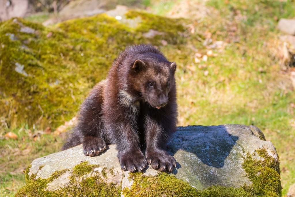 Yellow Wolverine Animal