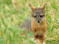Island Fox photo 1