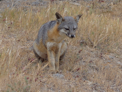 Island Fox