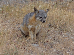 Island Fox photo 5