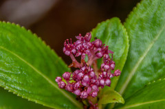 Hydrangea arguta