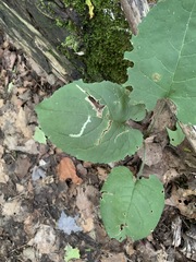 Scrobipalpula manierreorum