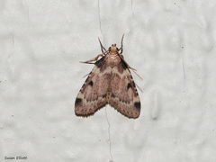Aglossa costiferalis
