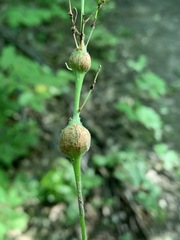 Neolasioptera desmodii