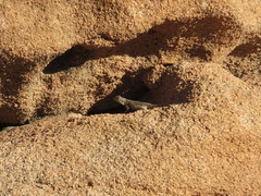 Agama bibronii
