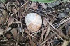 Helix pomatia