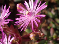Leipoldtia schultzei