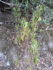Cistus populifolius