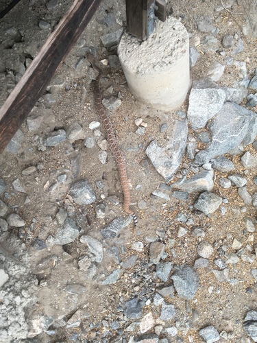 iNaturalist observation photo of Red Diamond Rattlesnake