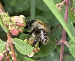 Bombus pascuorum