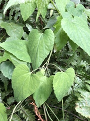 Codonopsis javanica japonica