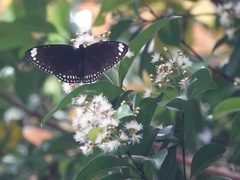 Euploea crameri