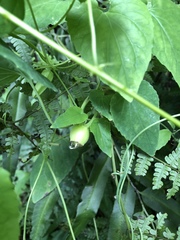 Codonopsis javanica japonica