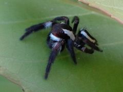 Carrhotus coronatus
