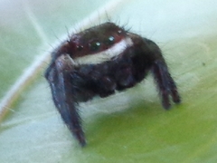 Carrhotus coronatus