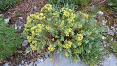 Euphorbia beamanii