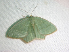 Thalera pistasciaria