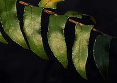 Nephrolepis acutifolia image