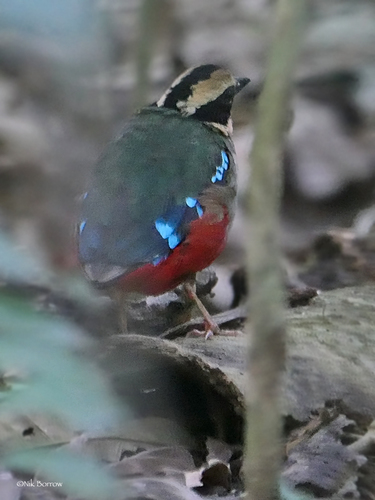 Green-breasted Pitta