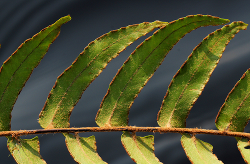 Nephrolepis acutifolia image