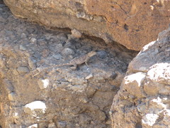 Agama bibronii