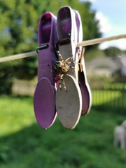 Araneus diadematus