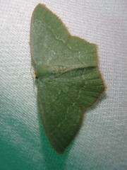 Thalera pistasciaria