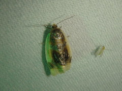 Clepsis melaleucanus