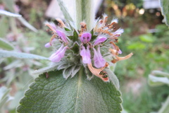 Marrubieae