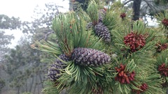 Pinus hartwegii